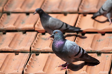 Image showing male pigeon on the roof tiles