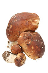 Image showing bunch of boletus edulis