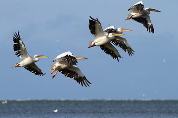 Image showing flock of pelicans flying over the sea