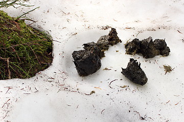 Image showing brown bear excrements on snow