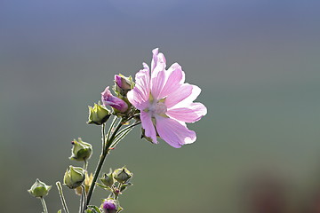 Image showing malva sylvestris in bloom