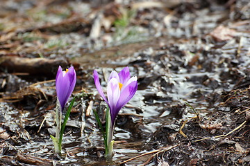 Image showing crocus sativus growing in small water