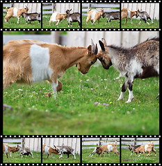 Image showing sequences of two rams fight