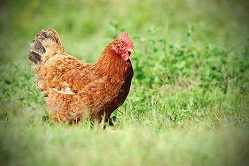 Image showing colorful hen on green meadow