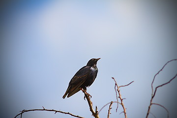 Image showing starling on a twig