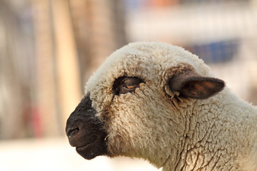 Image showing side view of white lamb