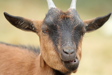 Image showing portrait of funny goat chewing