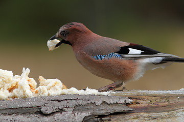 Image showing european jay attracted with bread