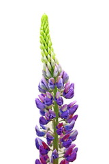 Image showing large-leaved lupine flower