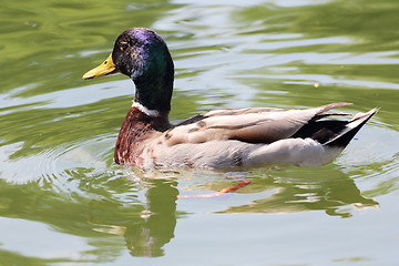 Image showing male mallard duck swimming on lake