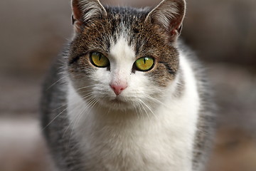 Image showing domestic cat portrait