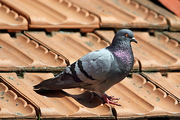 Image showing male pigeon on roof tiles