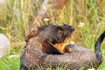 Image showing teckel breed scratching