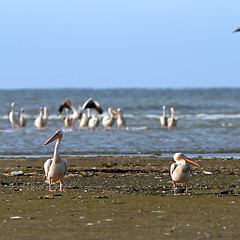 Image showing two pelicans on the beach