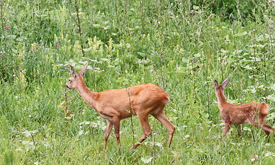 Image showing capreolus doe and calf