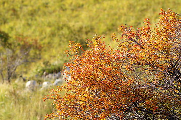 Image showing faded hawthorn in autumn