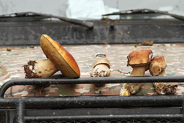 Image showing porcini from the forest on truck bonnet