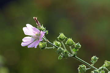 Image showing wild violet malva sylvestris