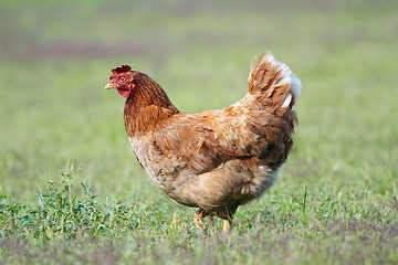 Image showing hen in the garden