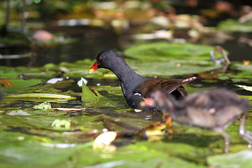 Image showing female common moorhen