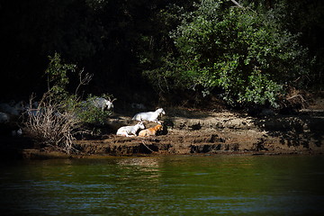 Image showing goats hiding at the shade