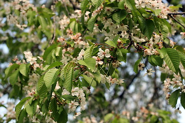 Image showing cherry flowers in april