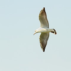 Image showing larus ridibundus flying against he sky