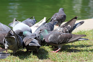 Image showing pigeons fighting for food