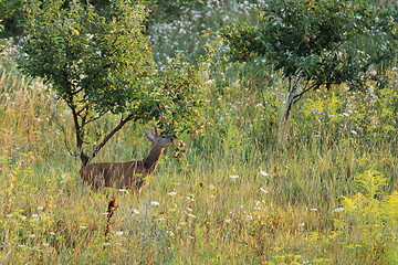 Image showing roe deer stealing apples from an orchard