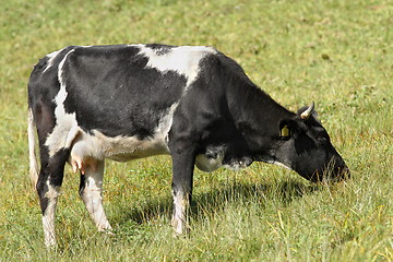 Image showing holstein cow grazing on meadow