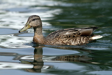 Image showing female mallard duck on water