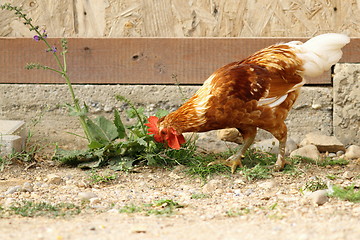 Image showing young rooster searching food