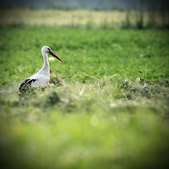 Image showing white stork in green field