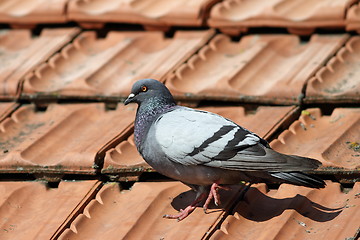 Image showing pigeon walking on roof tiles