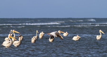 Image showing great pelicans standing in shallow water