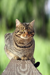 Image showing cat on the fence over green background