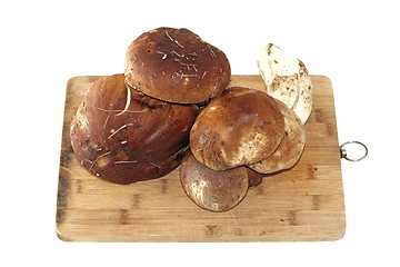 Image showing fungi porcini on old wood