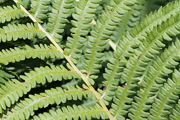 Image showing green bracken textured foliage