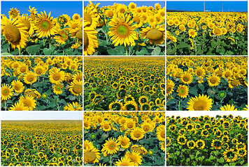 Image showing Sunflowers