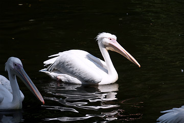 Image showing Pelican