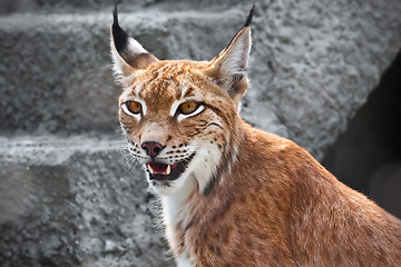 Image showing Lynx