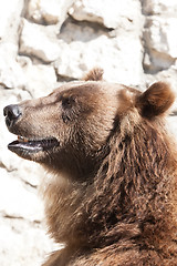 Image showing Bear