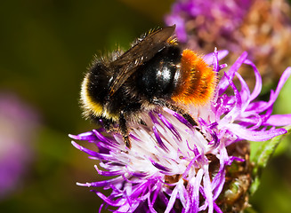 Image showing Bumblebee