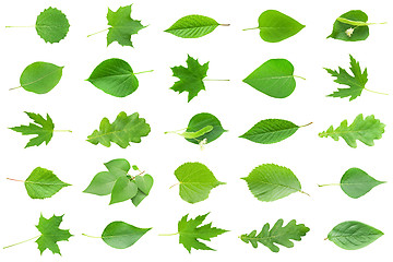 Image showing Green leaves