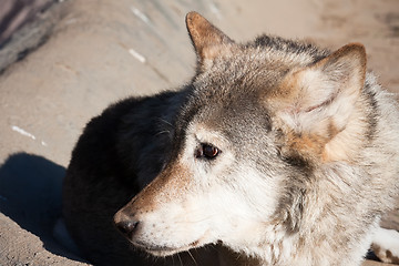 Image showing Wolf