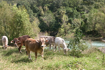 Image showing Cows by a river in Mexico