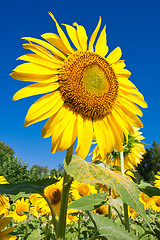 Image showing Sunflower