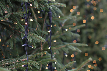 Image showing Christmas Trees