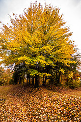 Image showing yellow autumn tree