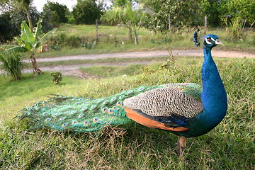 Image showing Peacock